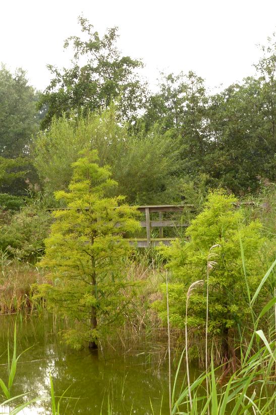 Taxodium distichum / Swamp Cypresses planted in a naturally sourced new lake within a landscape garden,forming part of a small grove